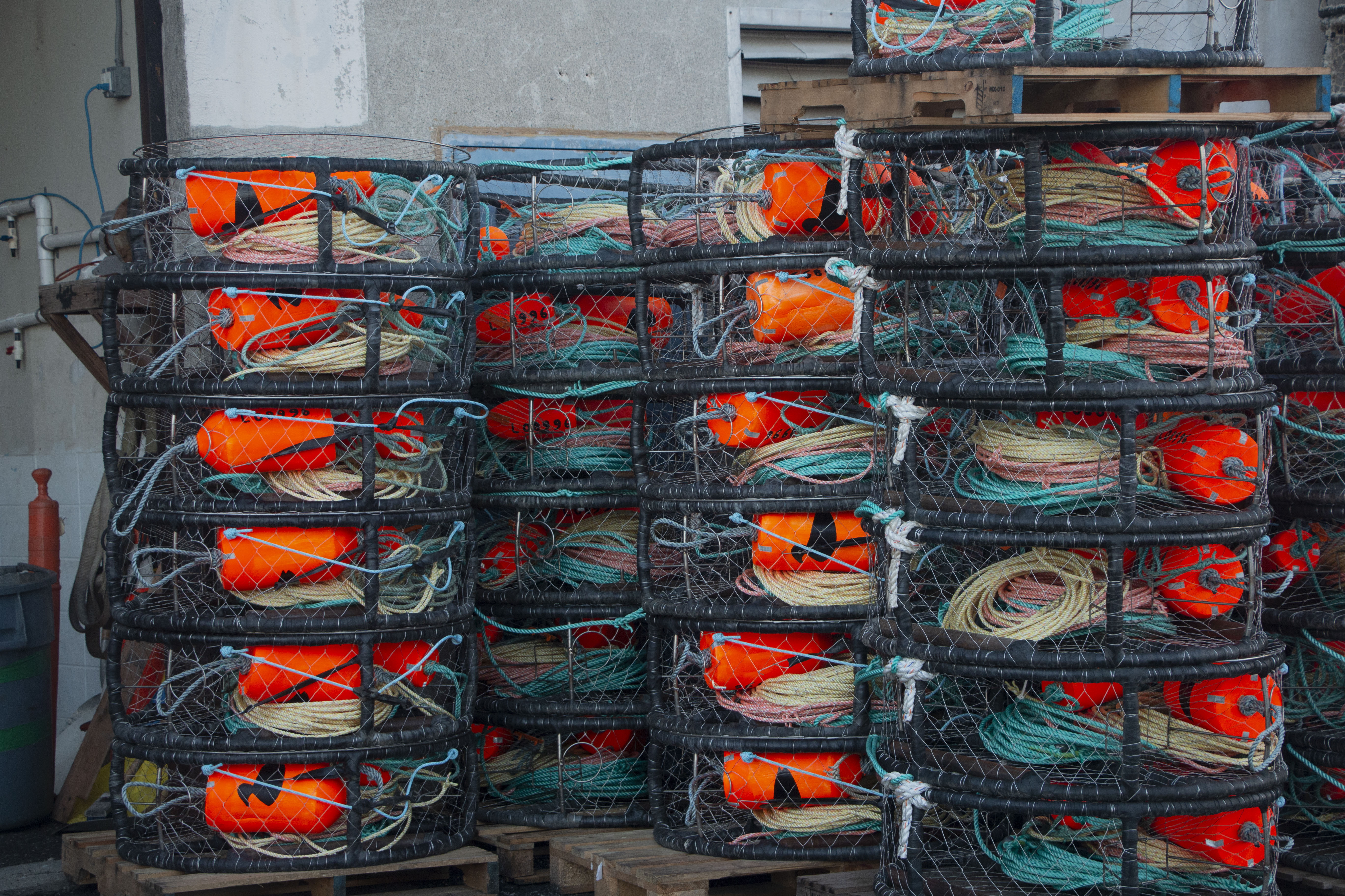 Larry Collins painted a duck on each buoy as a mark. His traps were placed outside the association storehouse